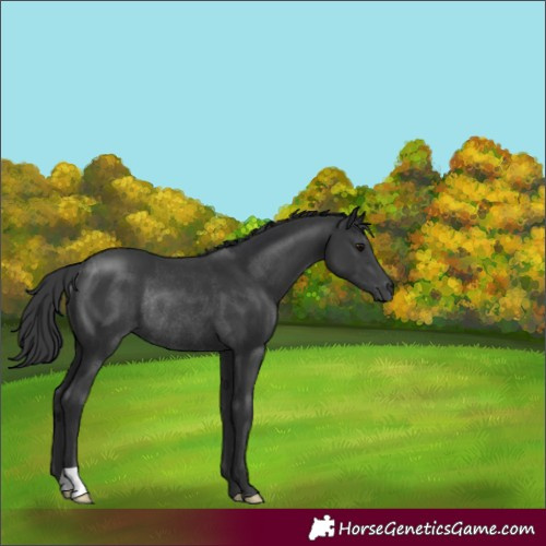 Horse Color:Black Rabicano 