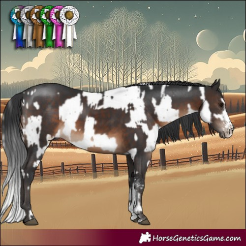 Horse Color:Silver Black Sabino Rabicano  and Brown Sabino 