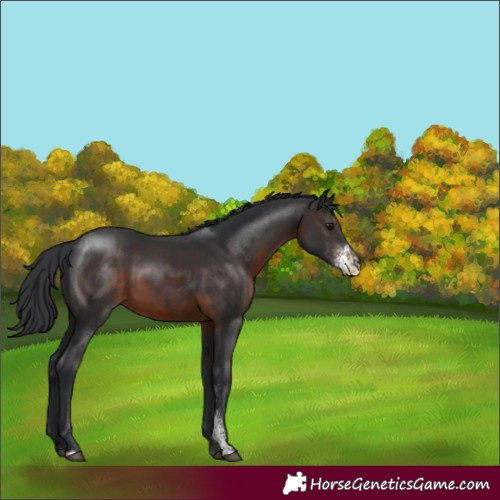 Horse Color:Brown Sabino 