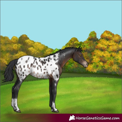 Horse Color:Brown Tobiano Near Leopard Rabicano 