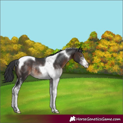 Horse Color:Brown Sabino Tobiano Varnish Rabicano 