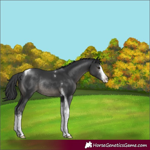 Horse Color:Black Sabino Tobiano Varnish Rabicano 