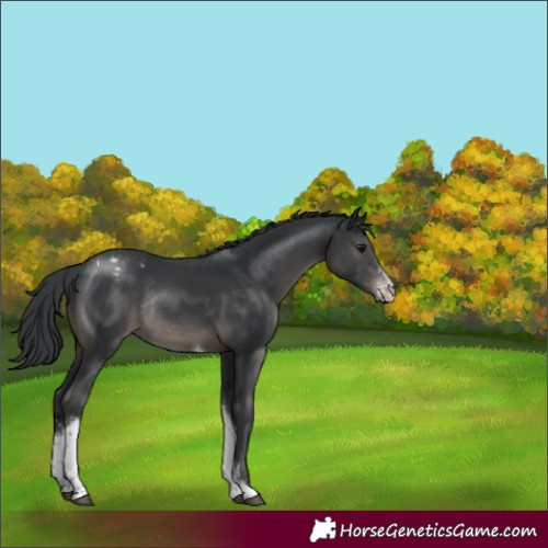 Horse Color:Black Sabino Tobiano Varnish Rabicano 
