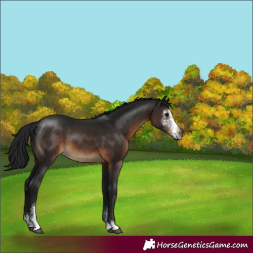 Horse Color:Gray Brown Sabino 