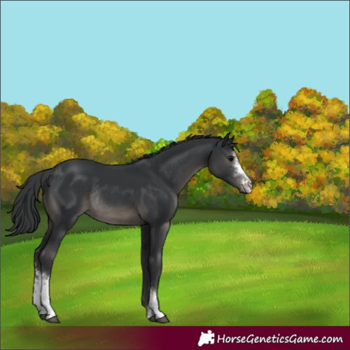 Horse Color:Black Sabino Rabicano 