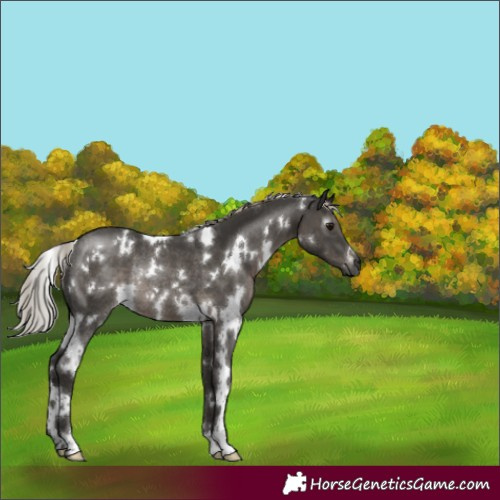 Horse Color:Gray White Spotted Silver Black Rabicano 