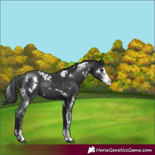 Horse Color:White Spotted Black Sabino 