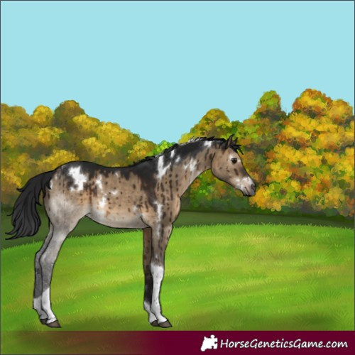 Horse Color:Gray White Spotted Brown Dun Tobiano Rabicano Brindle 