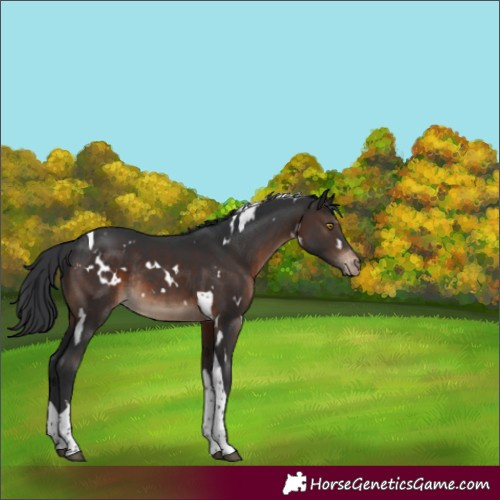 Horse Color:White Spotted Brown Tobiano Varnish Rabicano 