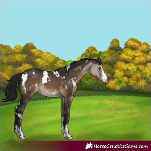 Horse Color:Gray White Spotted Brown Dun Sabino Varnish Rabicano 