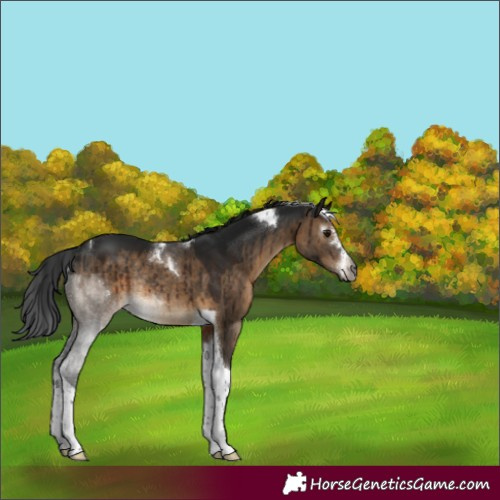 Horse Color:Gray Brown Dun Sabino Tobiano Rabicano Brindle 