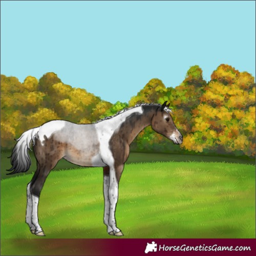 Horse Color:Gray Brown Dun Sabino Tobiano Rabicano Brindle 