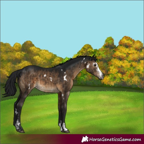 Horse Color:Gray White Spotted Brown Dun Sabino Rabicano Brindle 