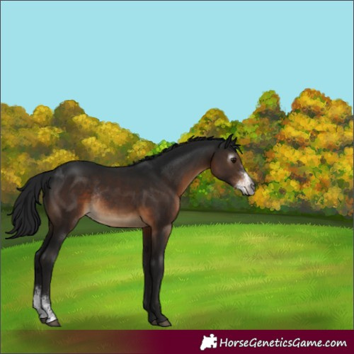 Horse Color:Gray Brown Sabino Varnish Rabicano 