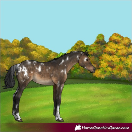 Horse Color:Gray White Spotted Brown Dun Tobiano Rabicano 