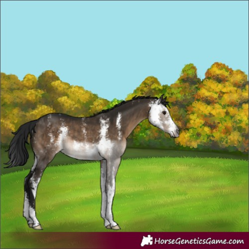 Horse Color:Gray Brown Dun Sabino Rabicano 