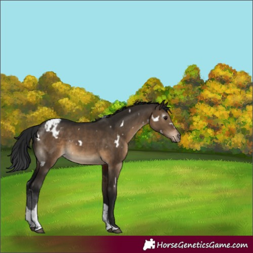 Horse Color:Gray White Spotted Brown Dun Tobiano Varnish Rabicano 