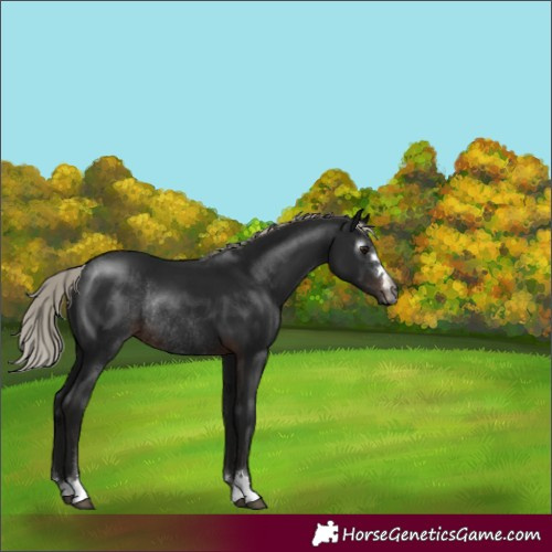 Horse Color:Gray Silver Brown Rabicano 