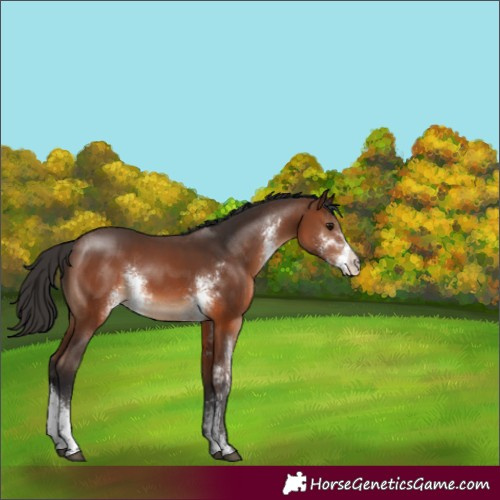 Horse Color:Brown Sabino Rabicano 