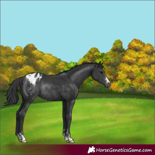 Horse Color:Black Varnish Rabicano 