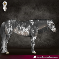 Horse Color:Black Sabino  and White Spotted Black 