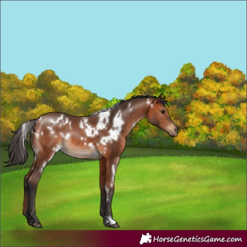 Horse Color:White Spotted Bay Rabicano 