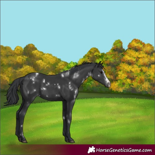 Horse Color:White Spotted Black Sabino Rabicano 