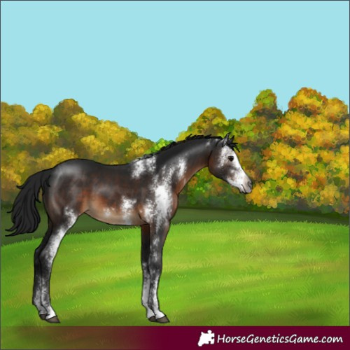 Horse Color:Gray Brown Sabino 