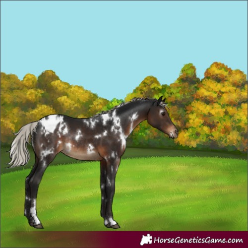 Horse Color:Gray White Spotted Silver Brown Appaloosa Rabicano 