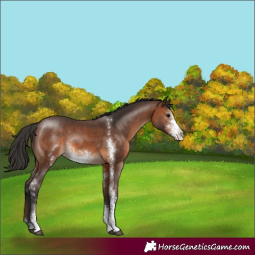 Horse Color:Brown Sabino Rabicano 