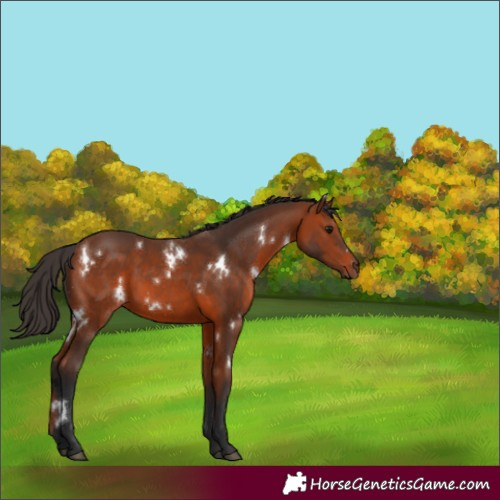 Horse Color:White Spotted Bay 