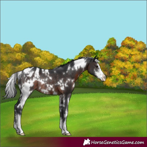 Horse Color:White Spotted Brown Sabino Varnish Rabicano 