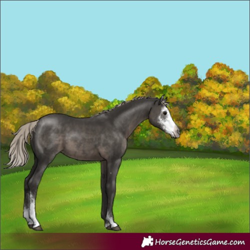 Horse Color:Gray Silver Black Sabino 