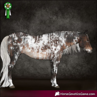 Horse Color:Gray White Spotted Silver Brown Sabino Appaloosa Rabicano and White Spotted Silver Brown Rabicano