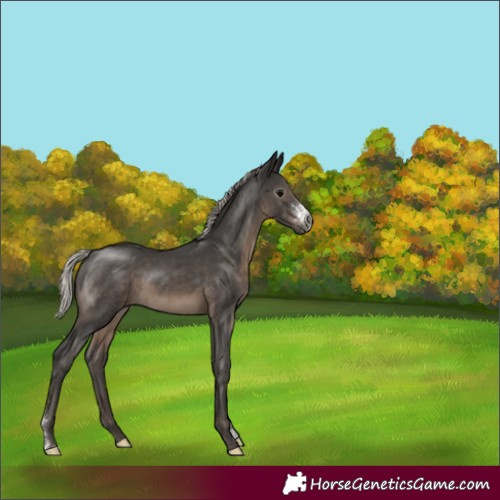Horse Color:Gray Silver Black Sabino Rabicano 