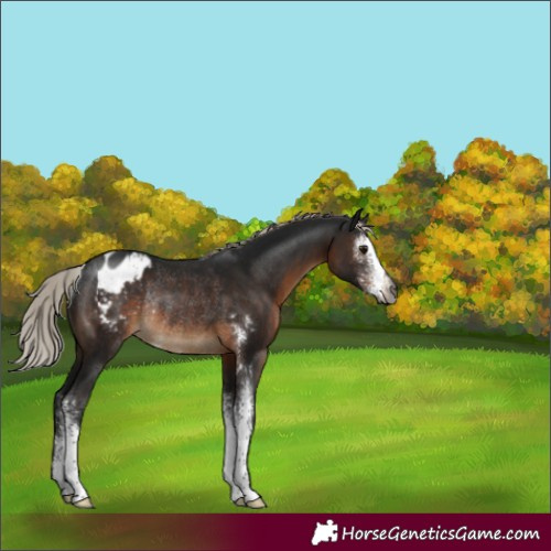 Horse Color:Gray Silver Brown Sabino Varnish Rabicano 