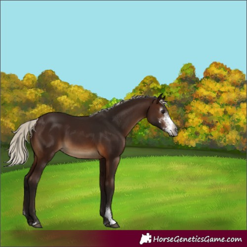 Horse Color:Gray Silver Brown Sabino 