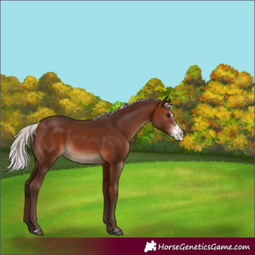 Horse Color:Silver Brown Sabino 