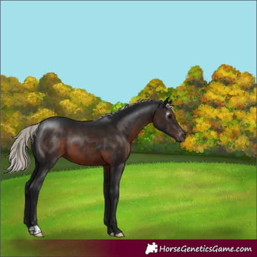 Horse Color:Gray Silver Brown Varnish 
