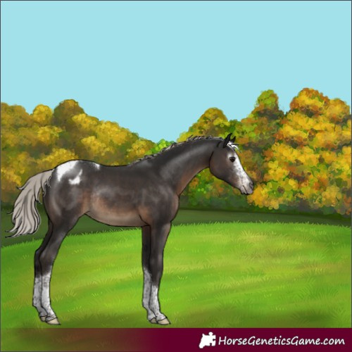 Horse Color:Gray Silver Black Sabino Tobiano Varnish Rabicano 