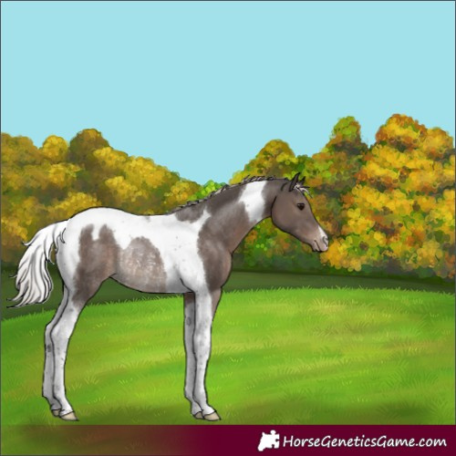Horse Color:Silver Black Tobiano Varnish Rabicano 