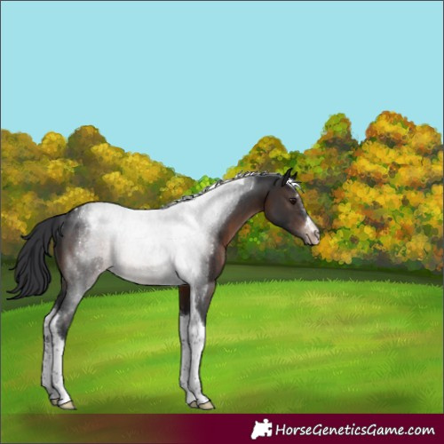 Horse Color:Brown Tobiano Varnish Rabicano 