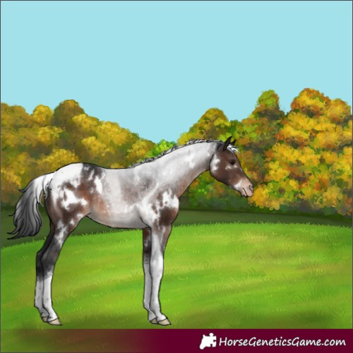 Horse Color:White Spotted Brown Tobiano Varnish Rabicano 