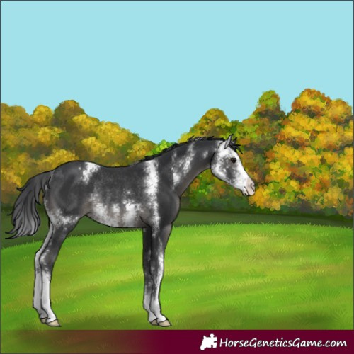 Horse Color:Black Sabino Rabicano 