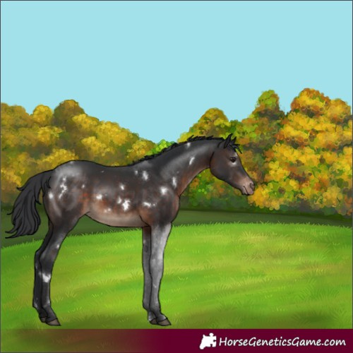 Horse Color:White Spotted Brown Varnish Rabicano 