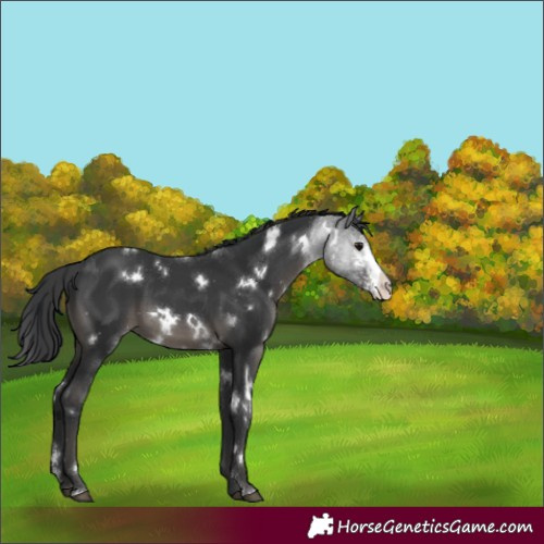 Horse Color:White Spotted Black Sabino 