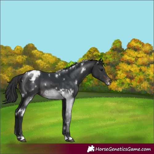 Horse Color:White Spotted Brown Appaloosa 