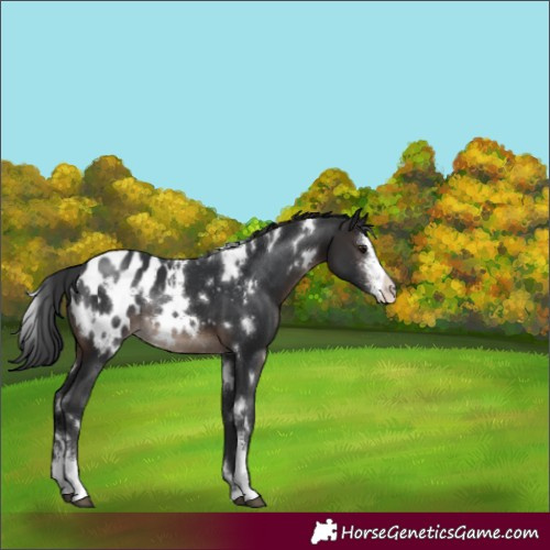 Horse Color:White Spotted Brown Sabino Appaloosa Rabicano 