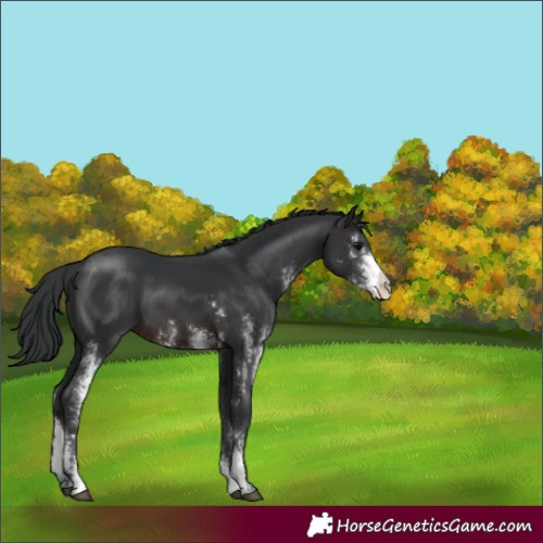 Horse Color:Brown Sabino 