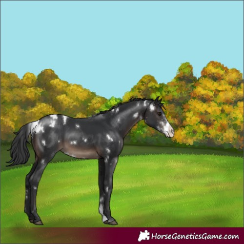Horse Color:White Spotted Brown Sabino Varnish 